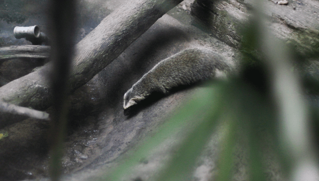 projeto lontra em florianópolis