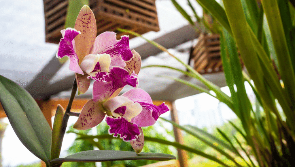 orquidário jardim botânico florianópolis